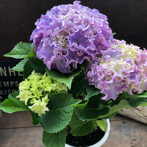 コーラルリーフ♡紫陽花♡アジサイ♡カップ咲き♡ アートフラワー パリ
