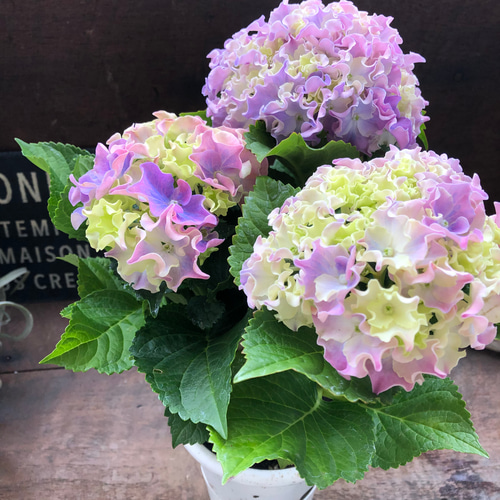 コーラルリーフ♡紫陽花♡アジサイ♡カップ咲き♡ アートフラワー パリ