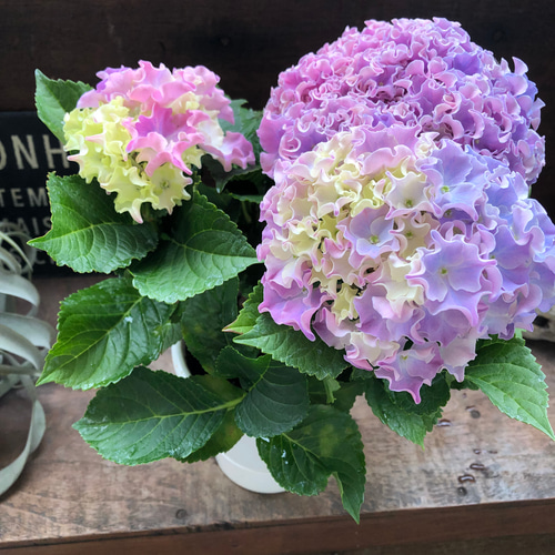 コーラルリーフ♡紫陽花♡アジサイ♡カップ咲き♡ アートフラワー パリ
