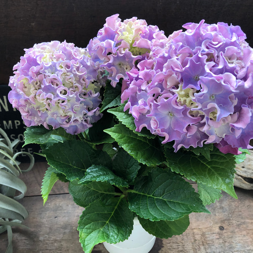 コーラルリーフ♡紫陽花♡アジサイ♡カップ咲き♡ アートフラワー パリ