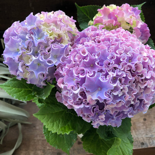 コーラルリーフ♡紫陽花♡アジサイ♡カップ咲き♡ アートフラワー パリ