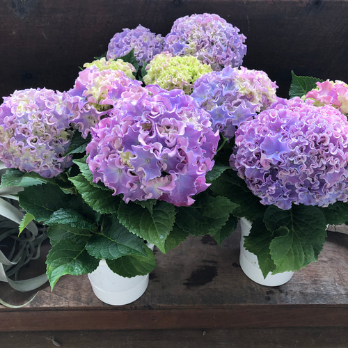 コーラルリーフ♡紫陽花♡アジサイ♡カップ咲き♡ アートフラワー パリ