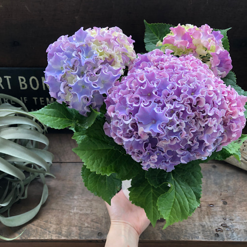 コーラルリーフ♡紫陽花♡アジサイ♡カップ咲き♡ アートフラワー パリ