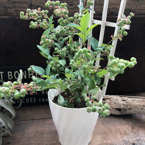 ブルーベリー苗 ブライトウェル大苗2本セット ブライトウェル