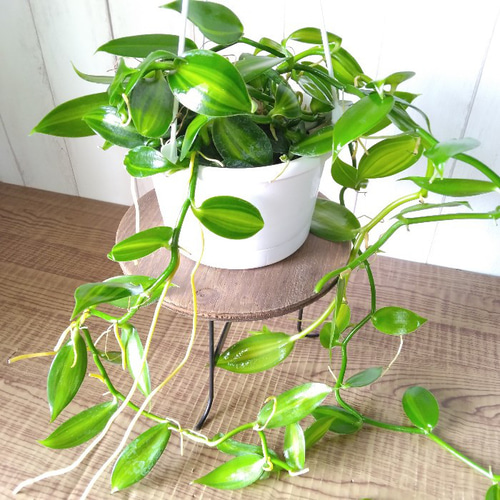 希少 人気4色の迷彩柄観葉植物(❁ᴗ͈ˬᴗ͈)ラブリーハート78cm