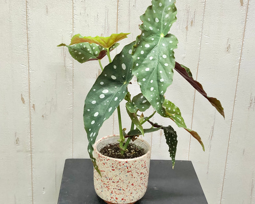 珍種 ベゴニア マクラータ その他インテリア雑貨 PLANTS SHOP OLIVE