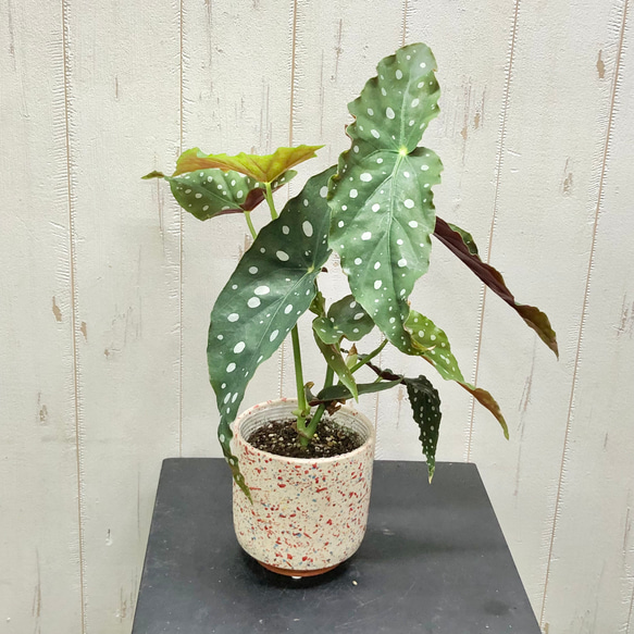 珍種 ベゴニア マクラータ その他インテリア雑貨 PLANTS SHOP OLIVE