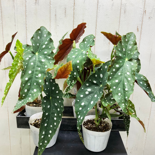 珍種 ベゴニア マクラータ その他インテリア雑貨 PLANTS SHOP OLIVE