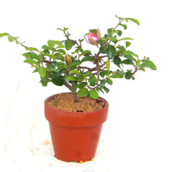 ほっこり可愛い！サツキ（品種 華 宝）かほう ミニ盆栽 盆栽 小品盆栽