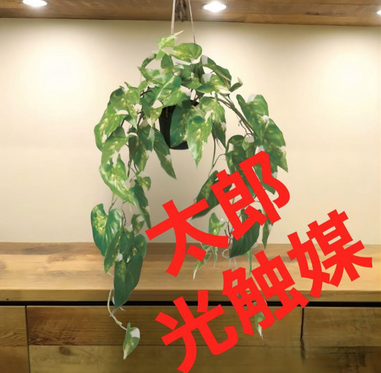 光触媒 人工観葉植物 ウォールグリーン フェイクグリーン キング 胡蝶
