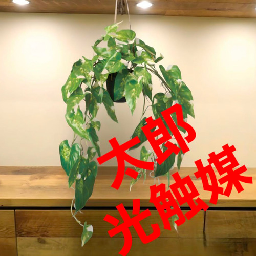 【通販激安】 光触媒 人工観葉植物 ウォールグリーン フェイクグリーン フラワー・リース