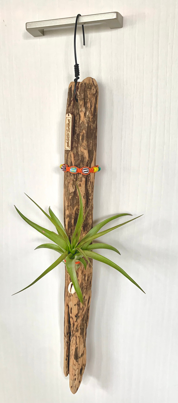 エアプランツ＆流木アートクラフト 吊るしタイプ ブラキカウルス 多肉