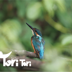 ToriTori大阪泉州製4重ガーゼハンカチ　カワセミ　サイズ34ｃｍ角　綿100％　大阪泉州製 4枚目の画像