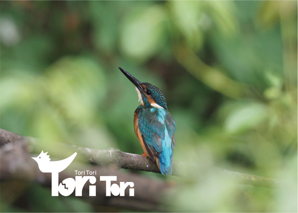 ToriTori大阪泉州製4重ガーゼハンカチ　カワセミ　サイズ34ｃｍ角　綿100％　大阪泉州製 4枚目の画像