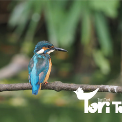 ToriTori大阪泉州製4重ガーゼハンカチ　カワセミ　サイズ34ｃｍ角　綿100％　大阪泉州製 3枚目の画像