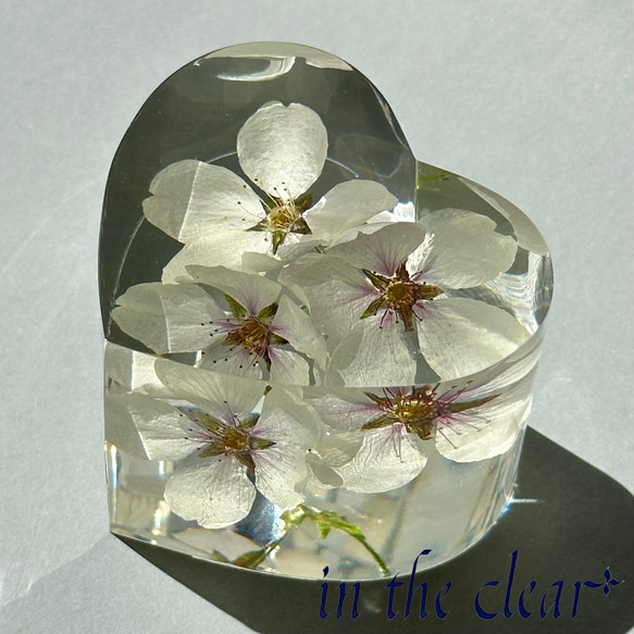 植物標本 桜 染井吉野 レジン ハート型 小 ハーバリウム・植物標本 in 
