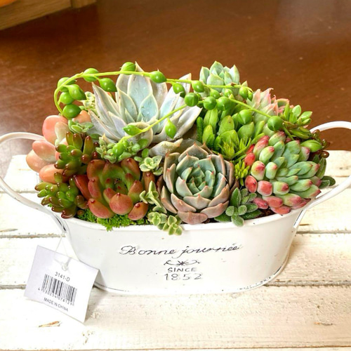 現物発送》多肉植物寄せ植え 遅れてごめんね母の日 アレンジ 父