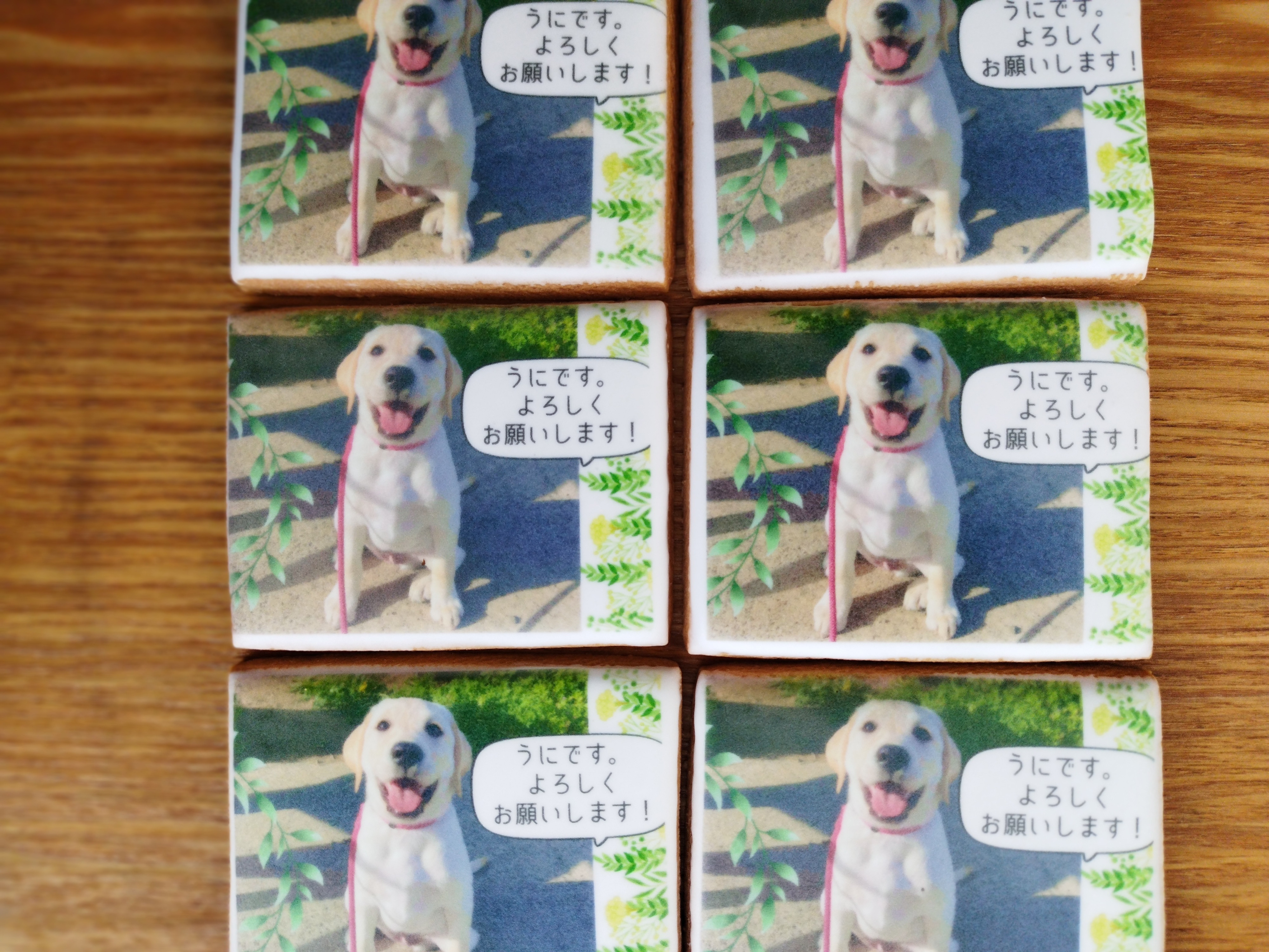 うちの子写真/アイシングクッキー10枚/バースデー/ご挨拶/わんこ/ねこちゃん/ペット/自慢のうちの子/オリジナル名入れ