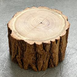 絵本に出てくる切り株のような丸太 年輪が美しい針槐(ニセアカシア