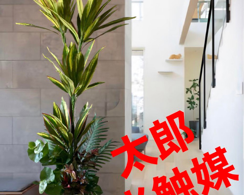 光触媒 人工観葉植物 ウォールグリーン フェイクグリーン マッサン