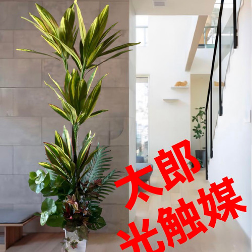光触媒　人工観葉植物　ウォールグリーン　フェイクグリーン　マッサンアレンジ４Ｒ 光触媒 人工観葉植物 ウォールグリーン フェイクグリーン