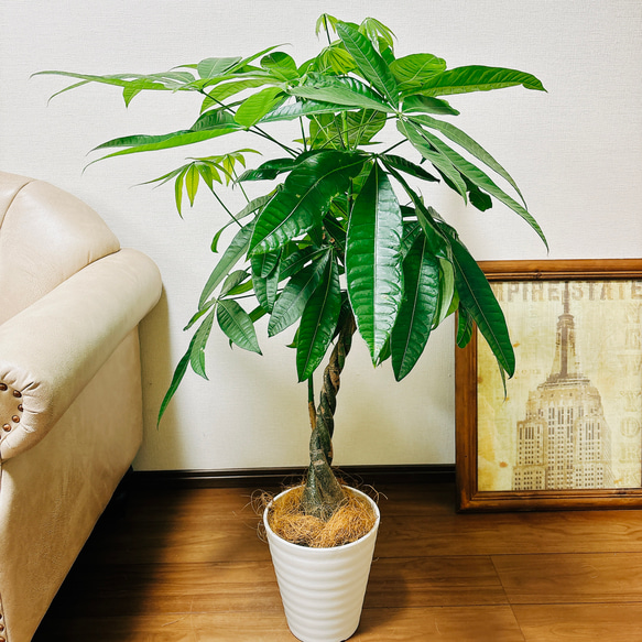 現品］1番 パキラ 編み込み 7号 プラコッタ鉢受け皿付き 観葉
