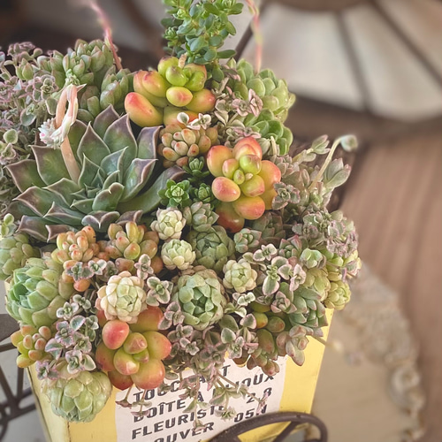 ひい♪ 多肉植物寄せ植え＊*º.:車:.ピアノ:.リース*:♡ ひい♪ 多肉