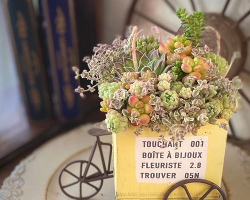 ひい♪ 多肉植物寄せ植え＊*º.:車:.ピアノ:.リース*:♡ ひい♪ 多肉植物寄せ植え＊*º.:車:.ピアノ:.リース*:♡ qw1.jpg