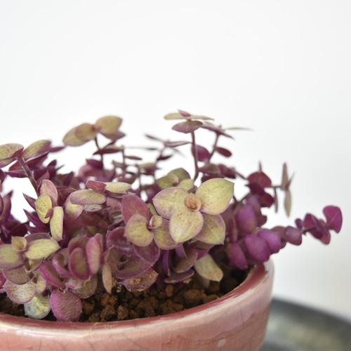 多肉植物 桜色カリシア鉢植え/カリシアレペンス 多肉植物 Grace