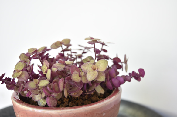 赤紫色の多肉植物 青い鉢付き*2 青い鉢付き*2 赤紫色の多肉植物