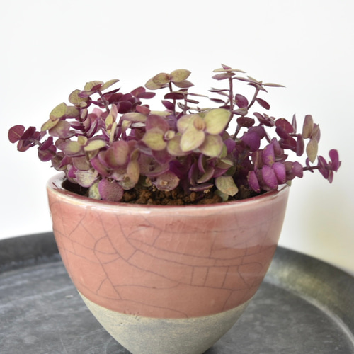 多肉植物 桜色カリシア鉢植え/カリシアレペンス 多肉植物 Grace Up