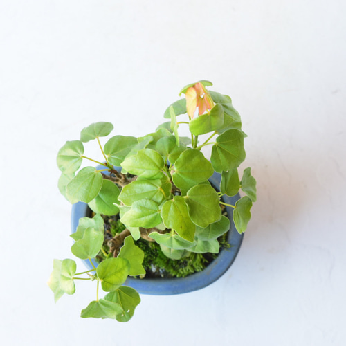 宮様カエデ no.103 盆栽 盆栽やす 通販 17710763｜Creema(クリーマ