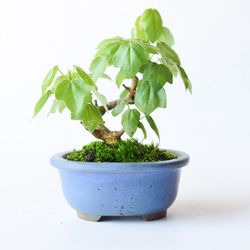 檸*堂様 アデク　小品盆栽　妖怪みたい ac3d934e738d99b1b333cdf38f5fd8