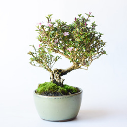 根上がり香丁木 no.110 盆栽 盆栽やす 通販 17710809｜Creema(クリーマ)