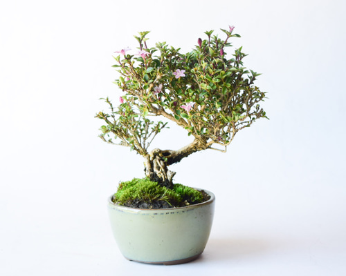 根上がり香丁木 no.110 盆栽 盆栽やす 通販 17710809｜Creema(クリーマ)