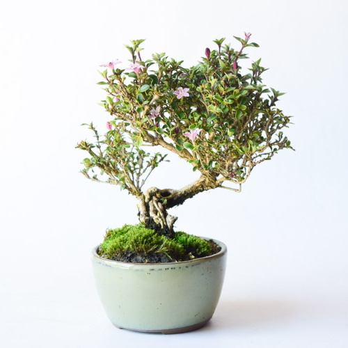 根上がり香丁木 no.110 盆栽 盆栽やす 通販 17710809｜Creema(クリーマ)