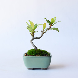 月桂樹さん専用 4958c08fed55d3abfab771c853e93c