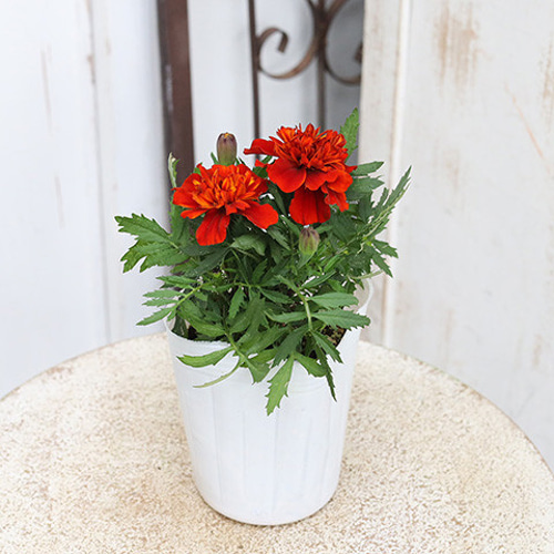 2苗セット】花苗 八重咲き フレンチマリーゴールド ファイヤーボール