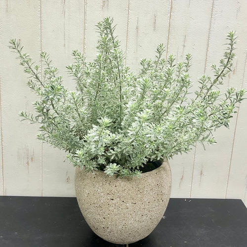 大株 ウエストリンギア スモーキーホワイト 5号 その他インテリア雑貨