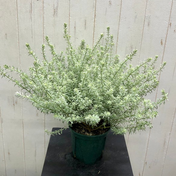 ヒロポン様　ウエストリンギア　スモーキーホワイト　大株 爽やかなシルバーグリーン♪ 大株ウエストリンギア〈スモーキー