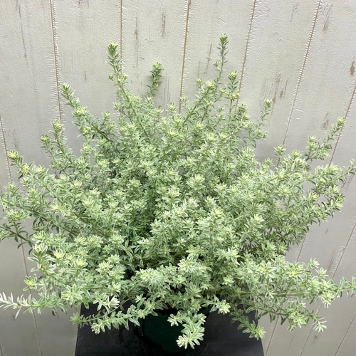 ヒロポン様　ウエストリンギア　スモーキーホワイト　大株 大株 ウエストリンギア スモーキー ホワイト / ホワイト陶器鉢