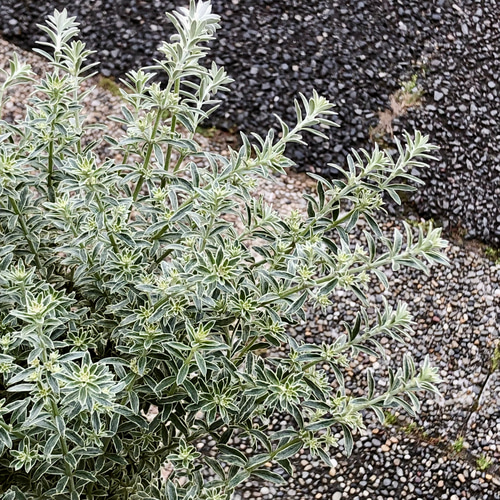 ヒロポン様　ウエストリンギア　スモーキーホワイト　大株 大株 ウエストリンギア スモーキー ホワイト / ホワイト陶器鉢