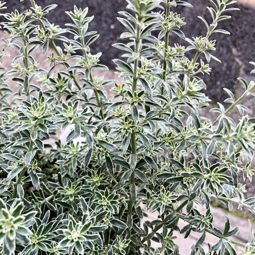 大株 ウエストリンギア スモーキーホワイト 5号 その他