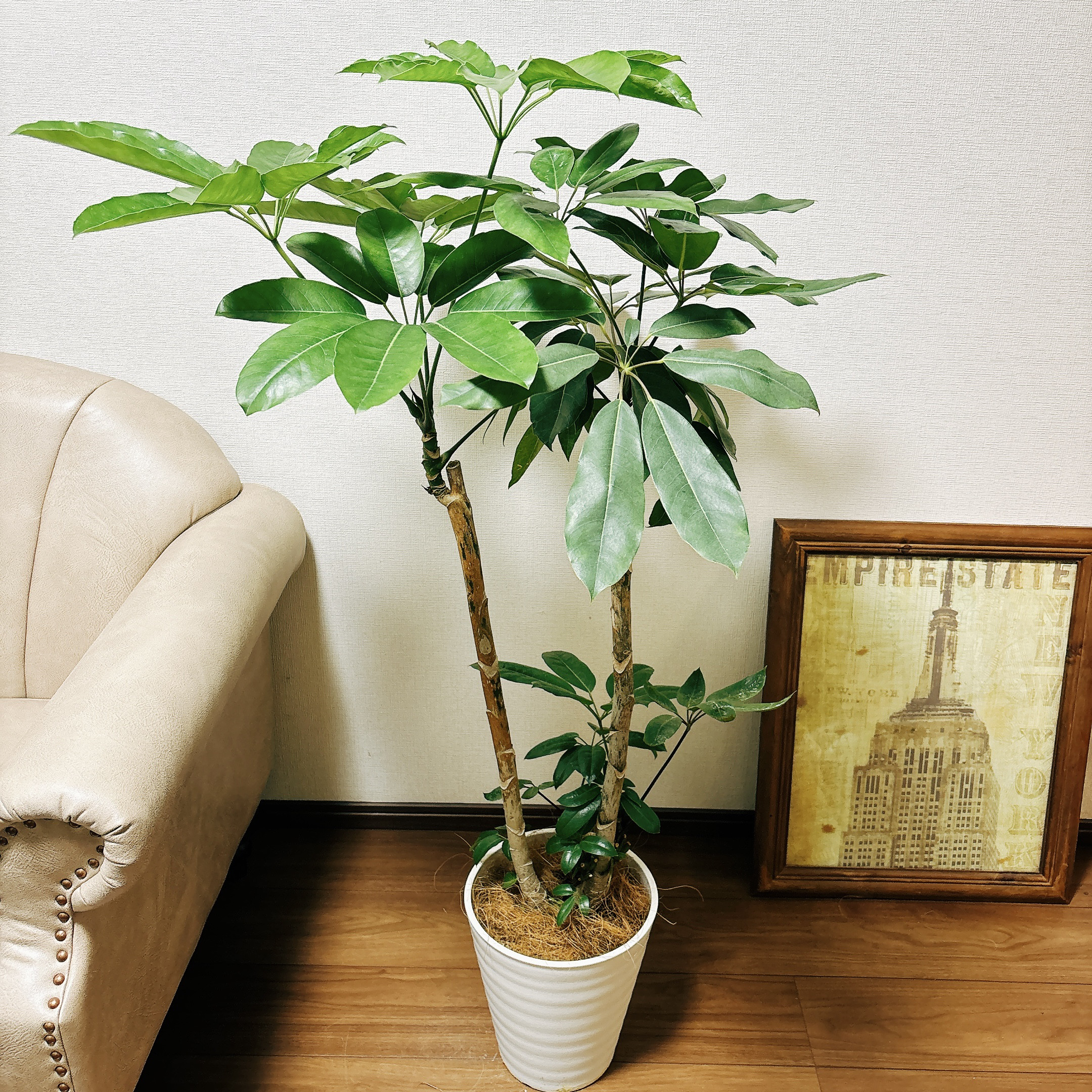 【引取特価】【南国風】破格！ブラッサイア約180cm 8号鉢 現品］1番 ブラッサイア 8号 観葉植物 室内 大型 鉢受け皿付き その他