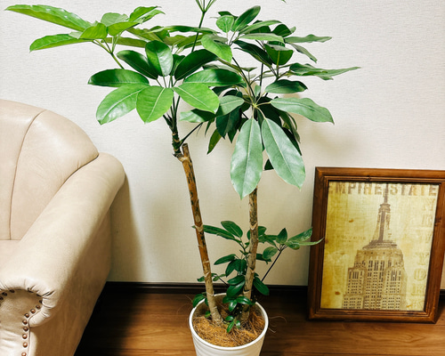 現品］1番 ブラッサイア 8号 観葉植物 室内 大型 鉢受け皿付き その他