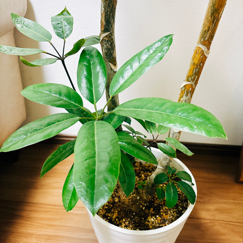 ［現品］12番　ブラッサイア　8号　観葉植物　室内　大型　鉢受け皿付き　おしゃれ c1ce8c0406e8b84398de20846fce74