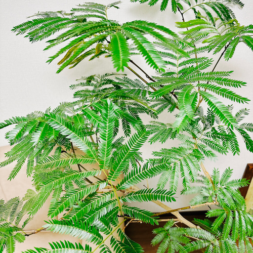 現品］1番 エバーフレッシュ 曲がり 8号 観葉植物 室内 大型