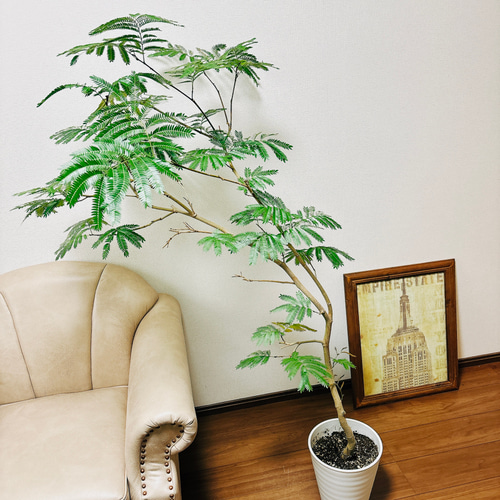 現品］1番 エバーフレッシュ 曲がり 8号 観葉植物 室内 大型