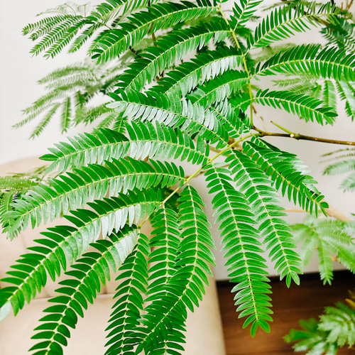 ［現品］1番　エバーフレッシュ　曲がり　8号　観葉植物　室内　大型　人気 現品］1番 エバーフレッシュ 曲がり 8号 観葉植物 室内 大型