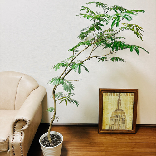 豪華ラッピング無料 現品］1番 エバーフレッシュ 大型 室内 観葉植物 8号 曲がり その他観葉植物